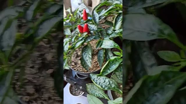 Начал плодоносить перец Акапулько и Фокста, промежуточное видео смотреть онлайн