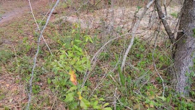 Weird plant 3/21 смотреть онлайн