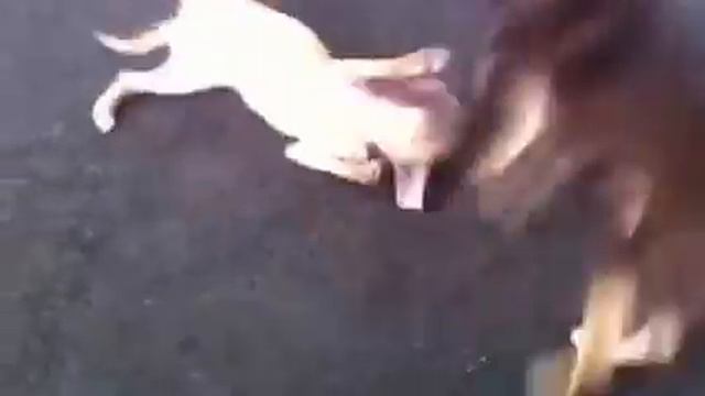 Две чихуашки - Тетя Фани и племяшка Жоли смотреть онлайн