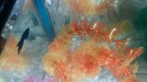 РЫБКА-ПЕТУШОК/БЕРЕМЕННАЯ КУРОЧКА?