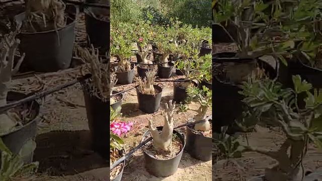 Adenium Obesum Senegalensis (Baobab Chacal) De 1 à 5 Kg