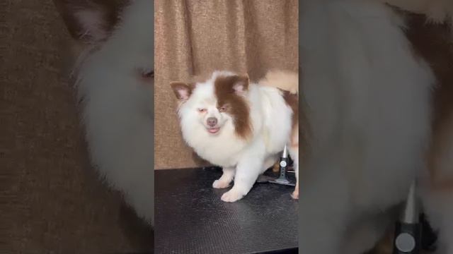 уже в семье!шпиц девочка на пристройства (Кнопа 6 лет) после преображения http://spitz2family.ru/ смотреть онлайн