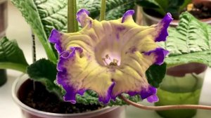 Небольшой обзор цветущих стрептокарпусов. Январь 2021