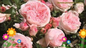 Роза плетистая Джардина. Краткий обзор, описание характеристик, где купить саженцы Giardina