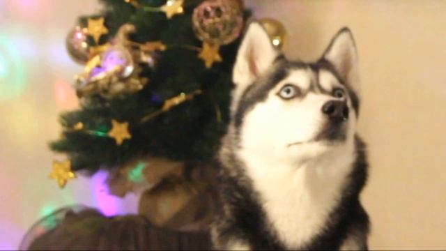 Узнай как научить собаку рисовать! Хаски Базильда смотреть онлайн