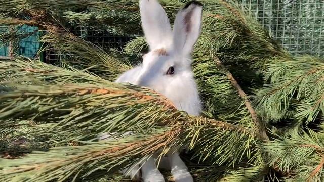 Сосенка для Братцев-Акробатов смотреть онлайн