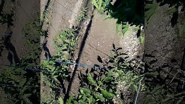 Мой огород, чистые руки от работы с пасынками и помидорами. смотреть онлайн