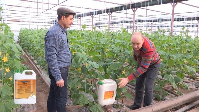 Применение удобрений на корневую систему огурцов 12-01-2018 смотреть онлайн