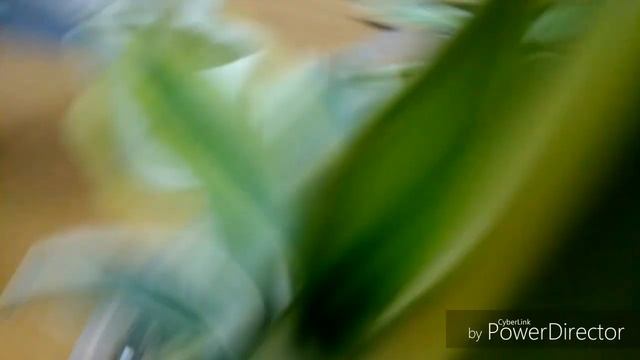 Обзор растений драцены, хлорофитумы. смотреть онлайн