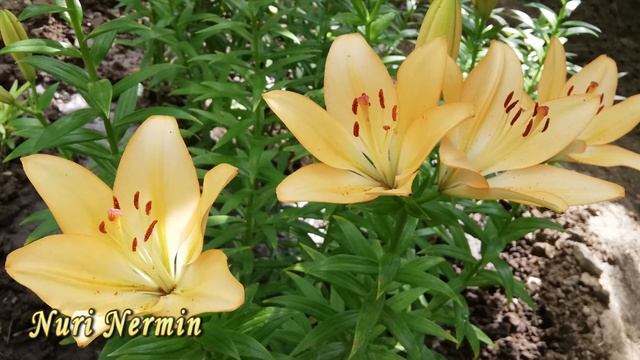 Красивые цветы "Королевская лилия" смотреть онлайн