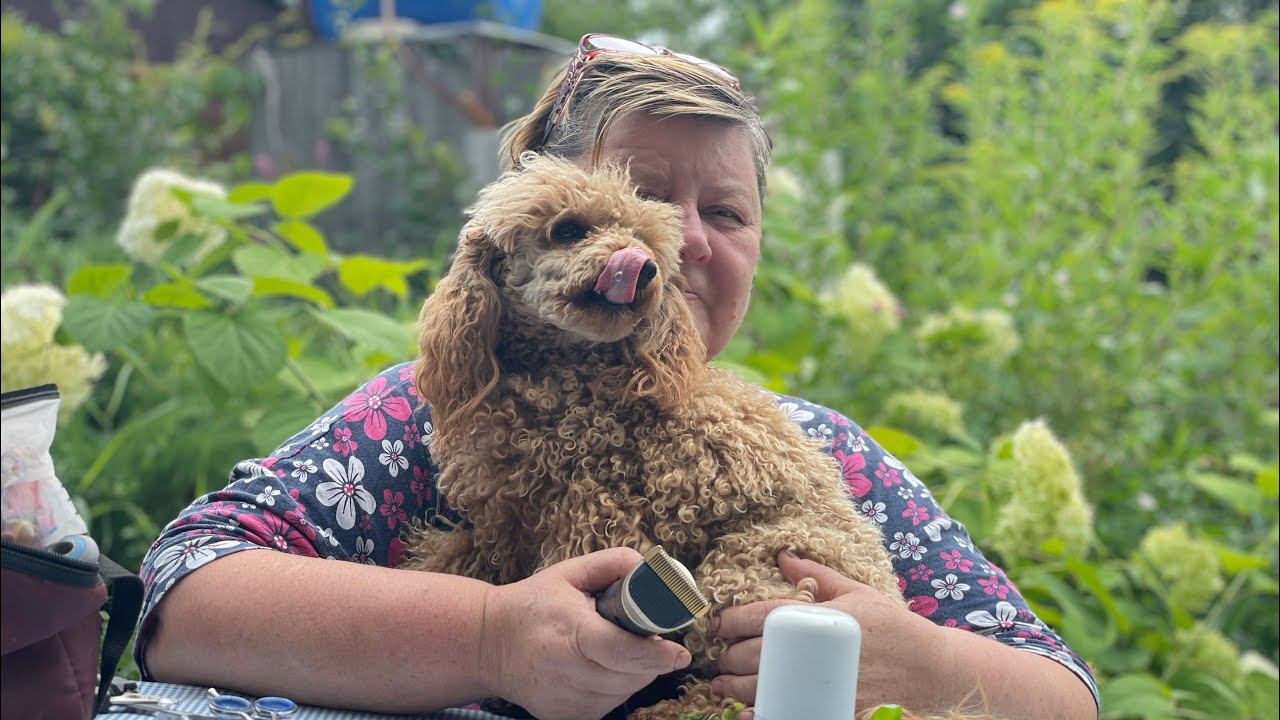 Влог из деревни Стало плохо позвонил брату и побрили Пугачеву )) смотреть онлайн