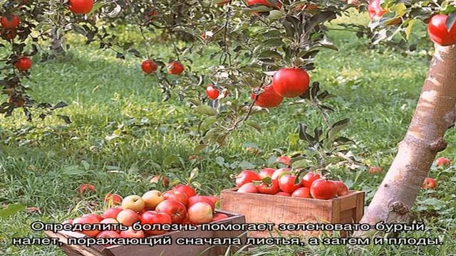 Болезни плодовых деревьев, заболевания садовых фруктовых деревьев смотреть онлайн