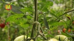 ? Обзор Томатов для Посадки в 2021. Томат ЧУДО РЫНКА F1