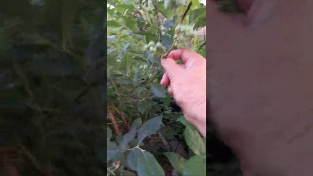 ягоды голубики сразу покажут на ошибки обрезки смотреть онлайн