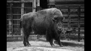 Герой блокады. Ленинградский зоопарк