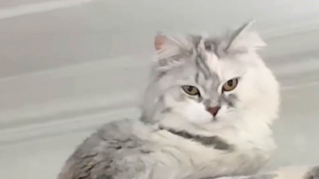 ТАТУИРОВКА СПИННЕР - САМЫЙ МИЛЫЙ ПРАНК НАД ПАРНЕМ! смотреть онлайн