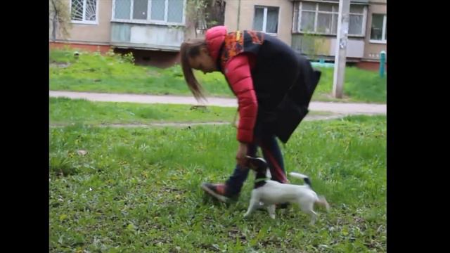 Концентрация, начало обучения - одно из упражнениений для вашей собаки смотреть онлайн