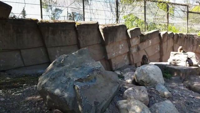 Korkeasaari ZOO смотреть онлайн