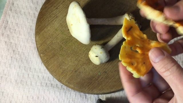 Пошли ДУБОВИКИ! Маска для лица из шампиньонов. Сушка дубовиков. смотреть онлайн