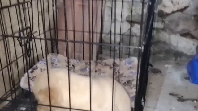 Abandoned little golden retriever, pitiful, shivering with cold, it loves humans so much смотреть онлайн