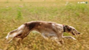 ТОП 5 Пород собак НЕ ДЛЯ КВАРТИРЫ