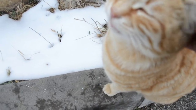 Кот Рыжик жалуется на несчастную любовь )) смотреть онлайн