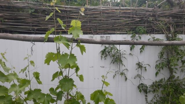 Делаем САДОВОЕ КРЕСЛО / Обзор сада на юге / Совмещаю посадки / Лесосад с огородом / НАША ДАЧА