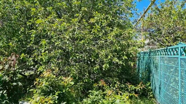 Обрабатываем  деревья и розы от вредителей и болезней.