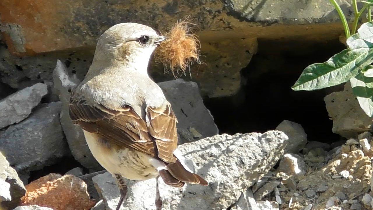 Каменка обыкновенная (Oenanthe oenanthe). Строительство гнезда смотреть онлайн