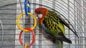 Попугай розелла