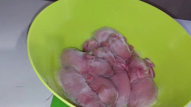 Кролики. Вид и вес новорождённых крольчат породы Белый Великан. Окрол крольчихи Белый Великан. смотреть онлайн