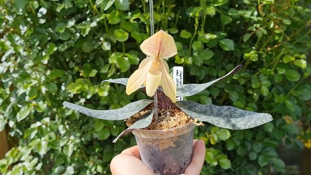 PAPHIOPEDILUM CONCOLOR VAR  STRIATUM - описание, сравнение, основы ухода