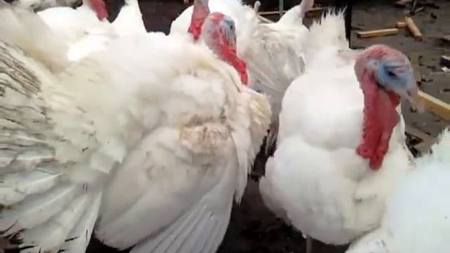 ИНДЮШКА ЗАЛЕТЕЛА НА КРЫШУ ТЕПЛИЦЫ, смотреть онлайн