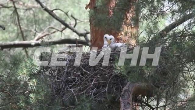 Редкие черные аисты появились в Нижегородской области смотреть онлайн