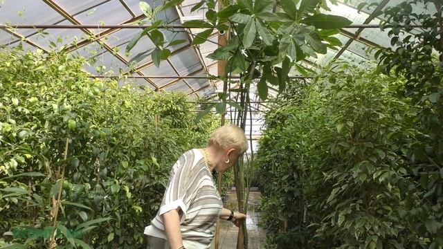 Пахира — выращивание и уход в домашних условиях. смотреть онлайн