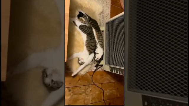 спокойной ночи малыши #смешныевидео #приколы #животные #shortsvideo #котики #кот #кошки #коты #киса смотреть онлайн