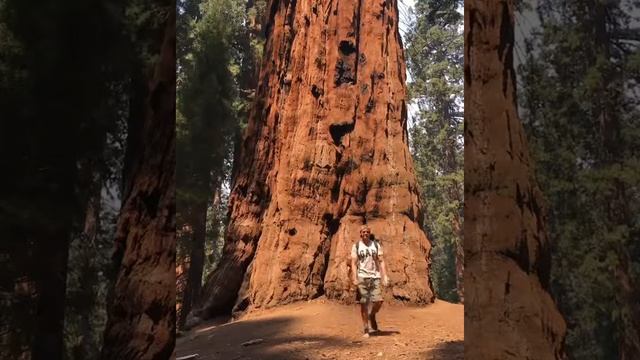 Национальный парк Секвойя США Калифорния размер имеет значение смотреть онлайн