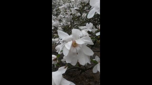 Н. Хамитов. ДОВЕРИЕ В ЖИЗНИ СОВРЕМЕННОГО ЧЕЛОВЕКА. Семинар, 8.04.16 смотреть онлайн