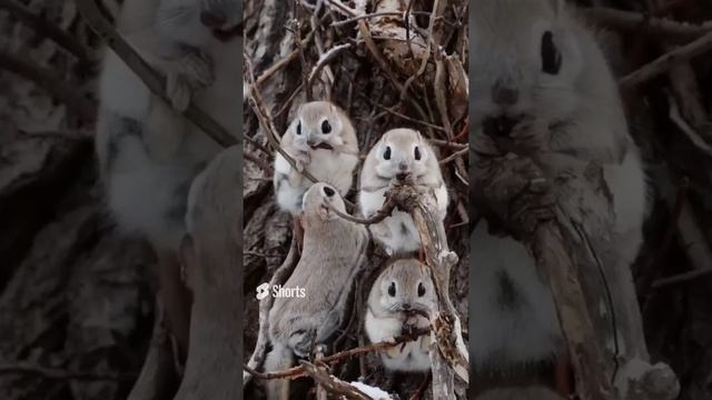 Ух какие миленькие белочки.... смотреть онлайн