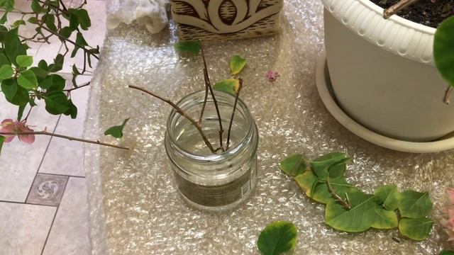 БУГЕНВИЛЛИЯ ОБРЕЗКА ФОРМИРОВАНИЕ ЧЕРЕНКОВАНИЕ / BOUGAINVILLEA PRUNING IS THE FORMATION CUTTINGS смотреть онлайн