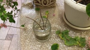 БУГЕНВИЛЛИЯ ОБРЕЗКА ФОРМИРОВАНИЕ ЧЕРЕНКОВАНИЕ / BOUGAINVILLEA PRUNING IS THE FORMATION CUTTINGS