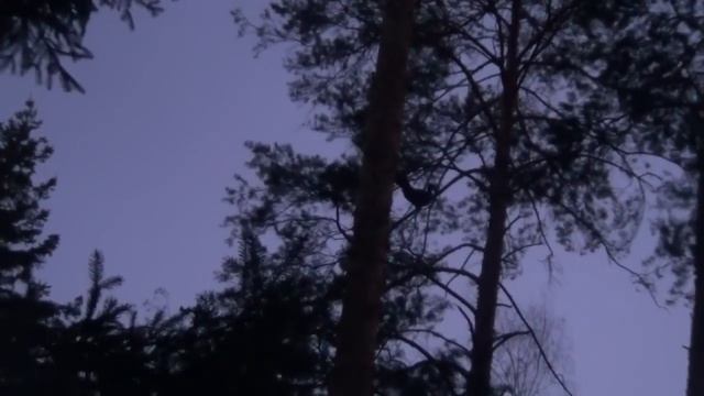 охота на глухаря весна 2023 г смотреть онлайн