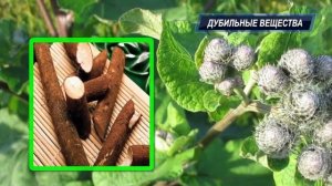 Лечение корнем лопуха онкологических заболеваний