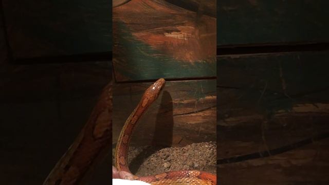 Corn Snake - Australian Reptile Park #snakes #wildlife #reptiles смотреть онлайн