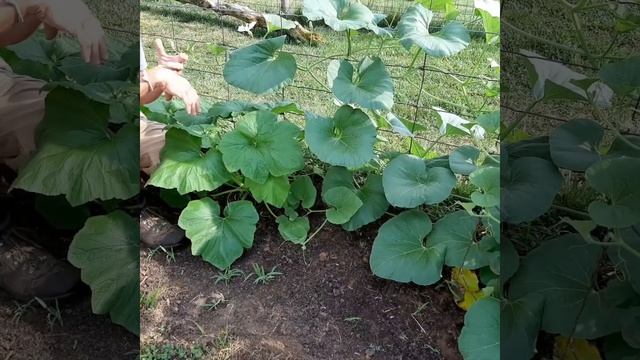 Growing Gourds - Part 1 смотреть онлайн