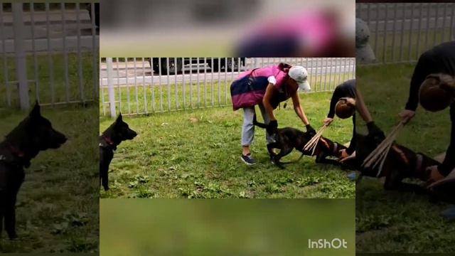 Голландская овчарка, Хердер, Мондьоринг смотреть онлайн