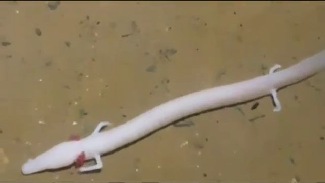 удивительный мир живой природы 2 смотреть онлайн