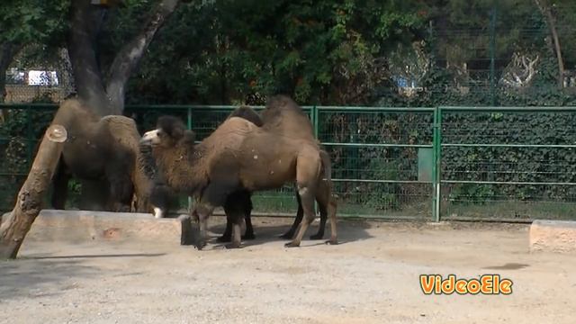 ¿Qué pueden hacer? Nivel A2 смотреть онлайн