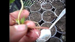 Выращивание клубники из усов  Мои секреты  Ч 1