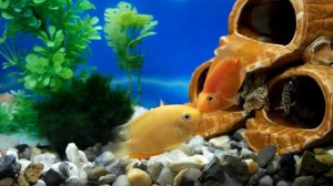 Цихлазома Еллоу & Попугай